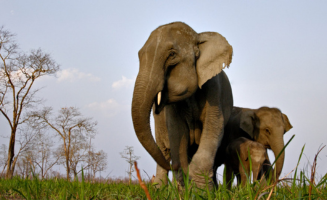 Kaziranga National Park