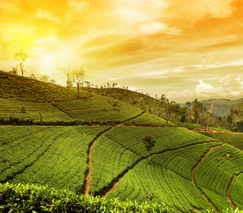 Aasam meghalay arunachal tour